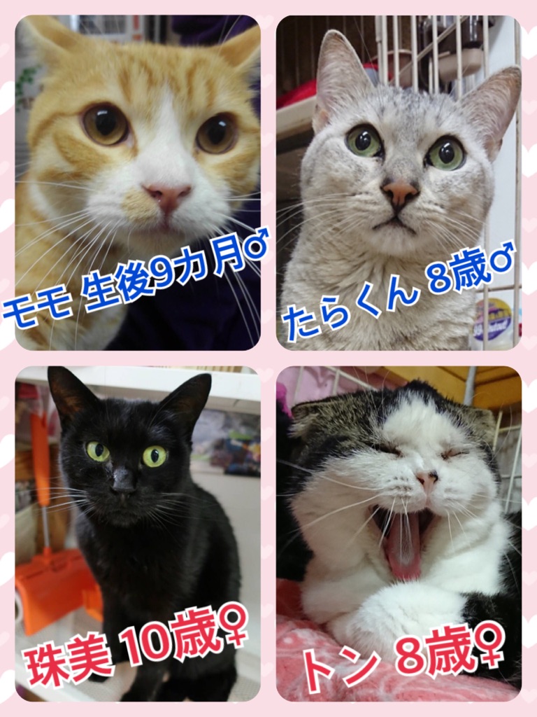 【今日の里帰りワンコ🐶シュナウザーのこう君💕】＆支援物資ありがとうございます💑＆今日のニャンコキャスト🐱